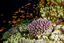 Red Sea Scenic,Egypt. by David Gilchrist 